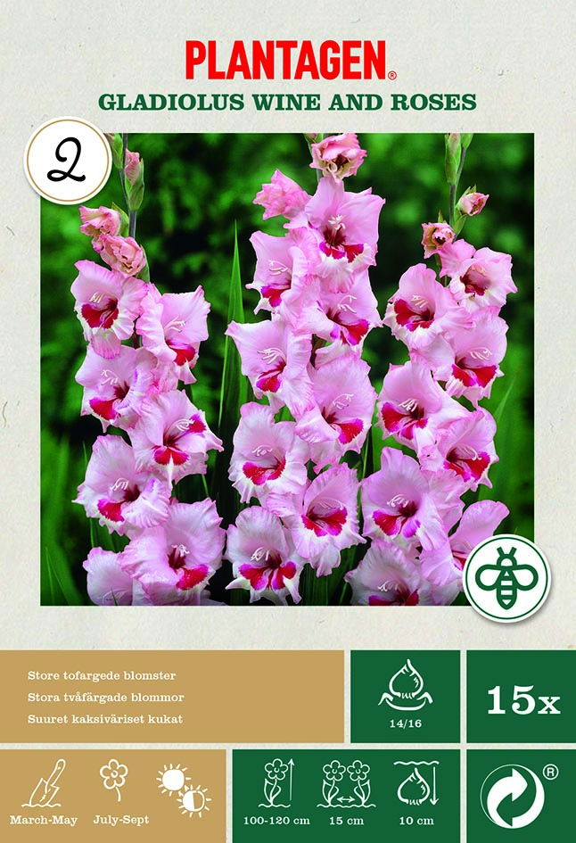 Storblomstret gladiol 'Wine and Roses’