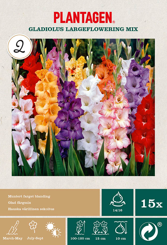 Gladiolus Largeflowering Mix