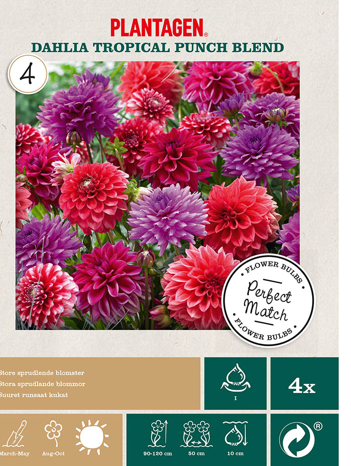 Dahlia mix tropical punch