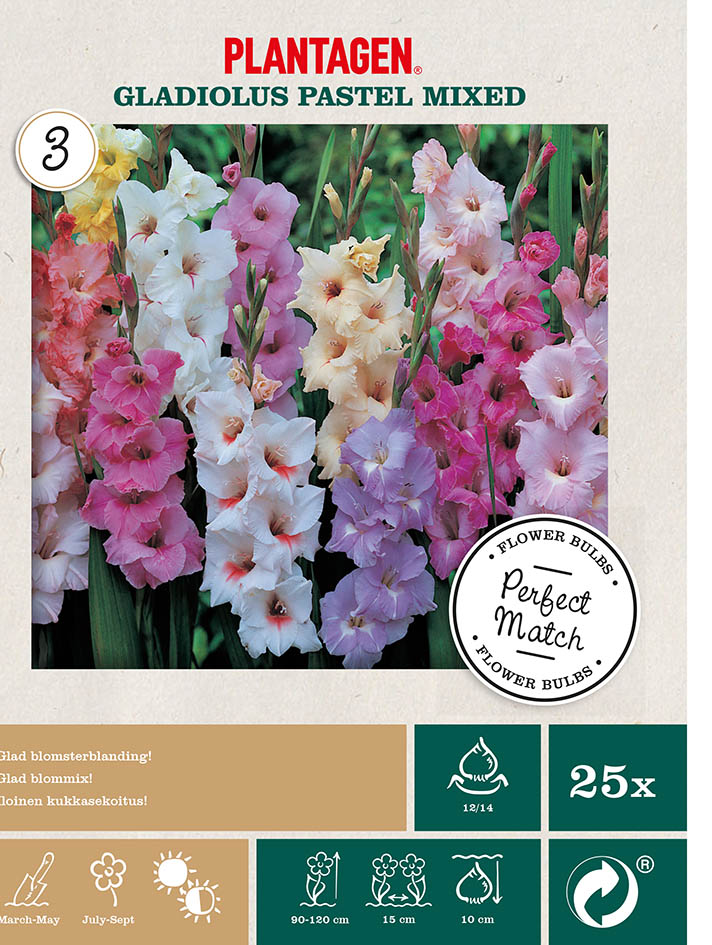 Gladioler i pastell-mix