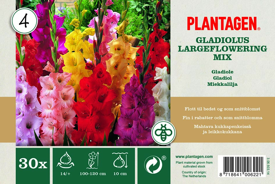 Promotion Gladiolus Largeflowe