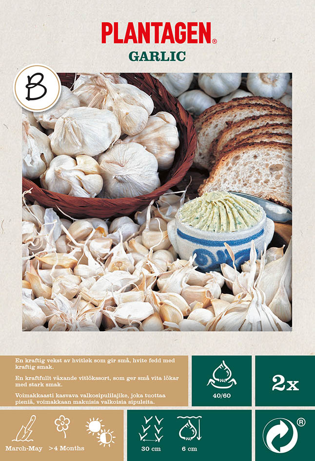 Hvitløk  'White Casablanca'