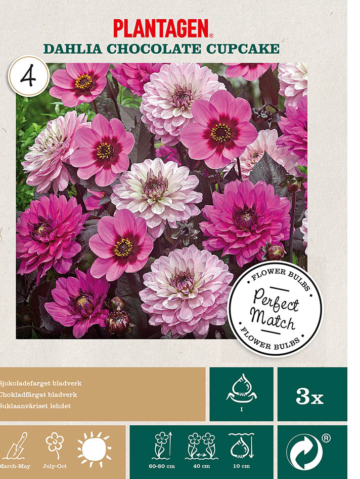 Georgine blanding ‘Chocolate Cupcake’