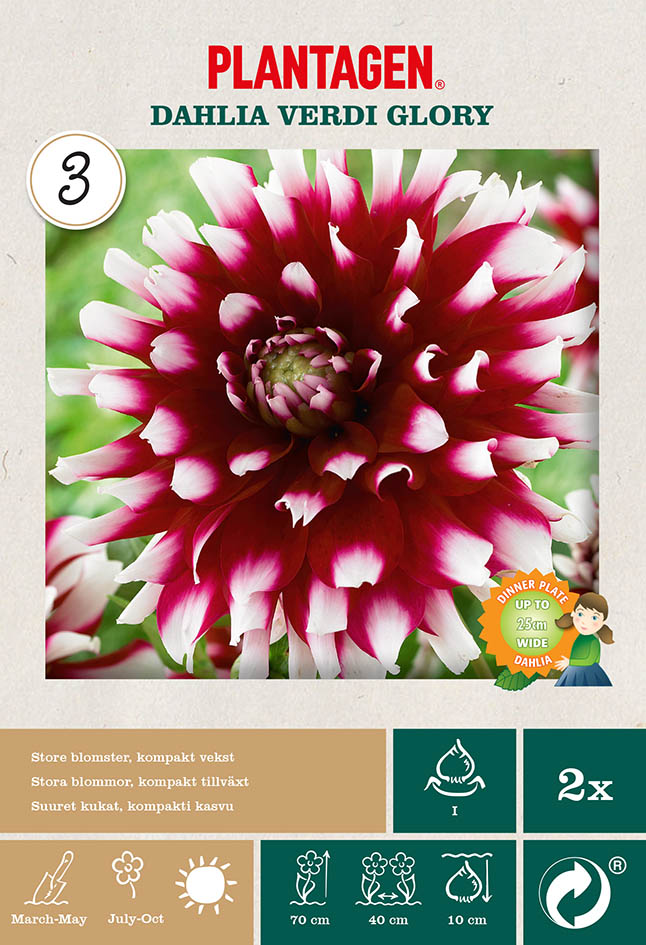 Dekorativdahlia 'Verdi Glory'