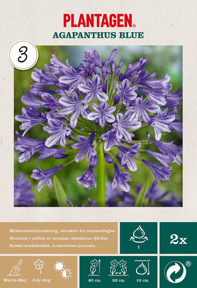 Afrikas blå lilja 'Agapanthus Blue'
