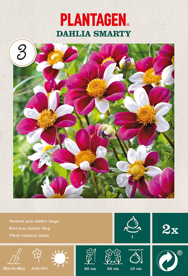 Enkel Trädgårdsdahlia 'Smarty'