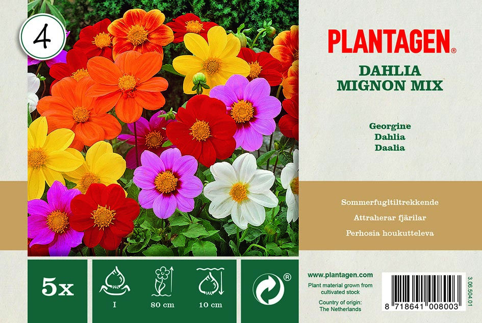 Promotion Dahlia Mignon mix