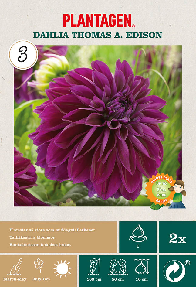 Dekorativdahlia 'Thomas A. Edison'