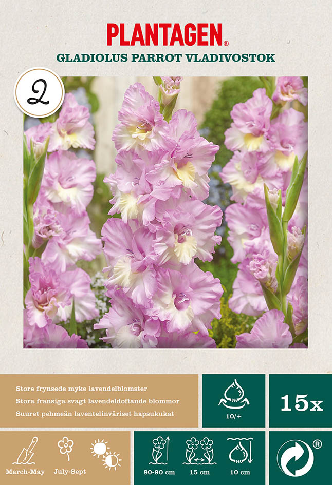 Papegojgladiol 'Vladivostok'