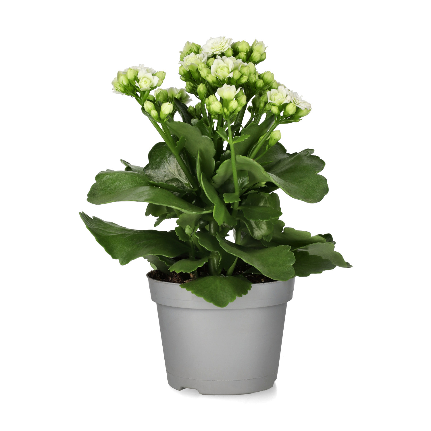Kalanchoe White 10,5 cm