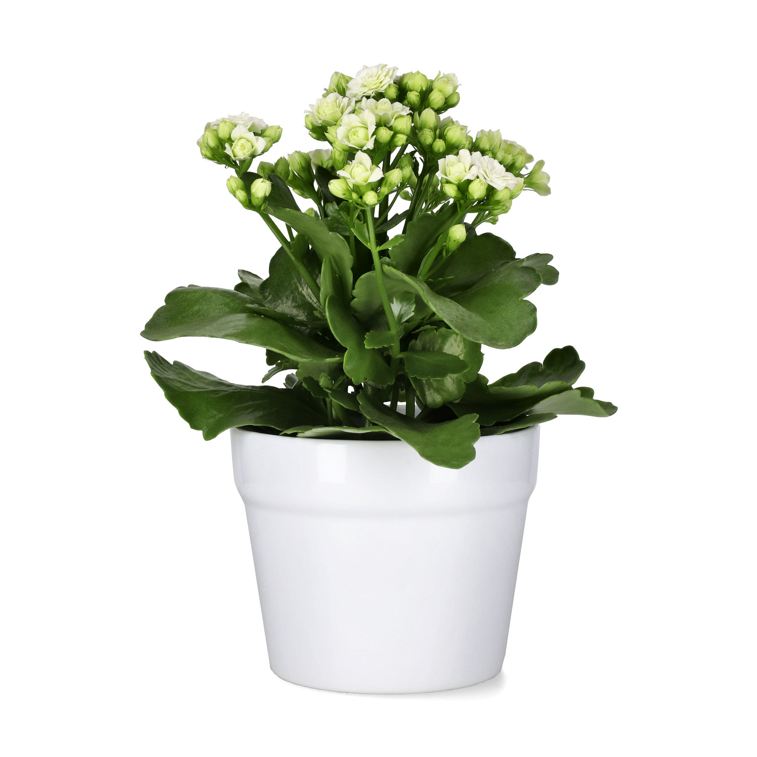 Kalanchoe White 10,5 cm