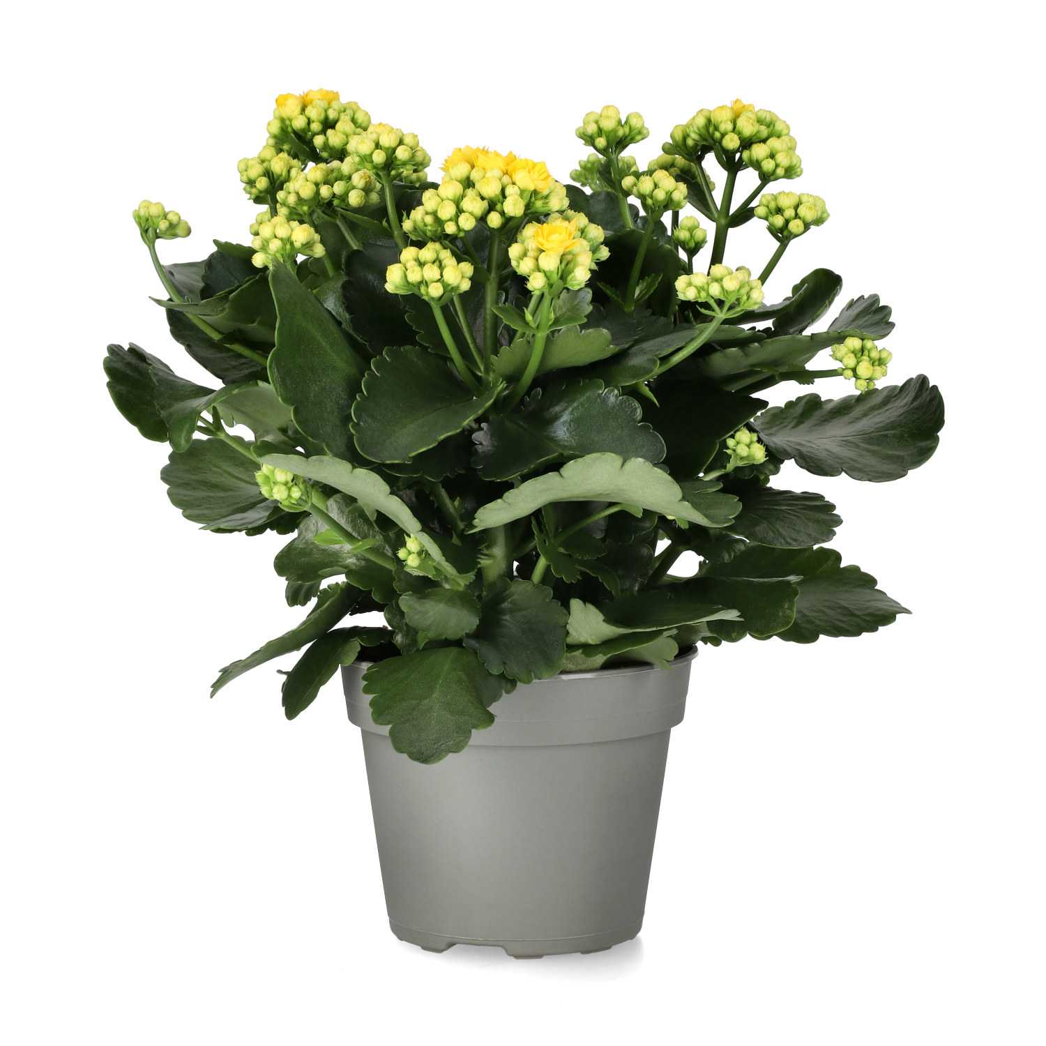 Kalanchoe