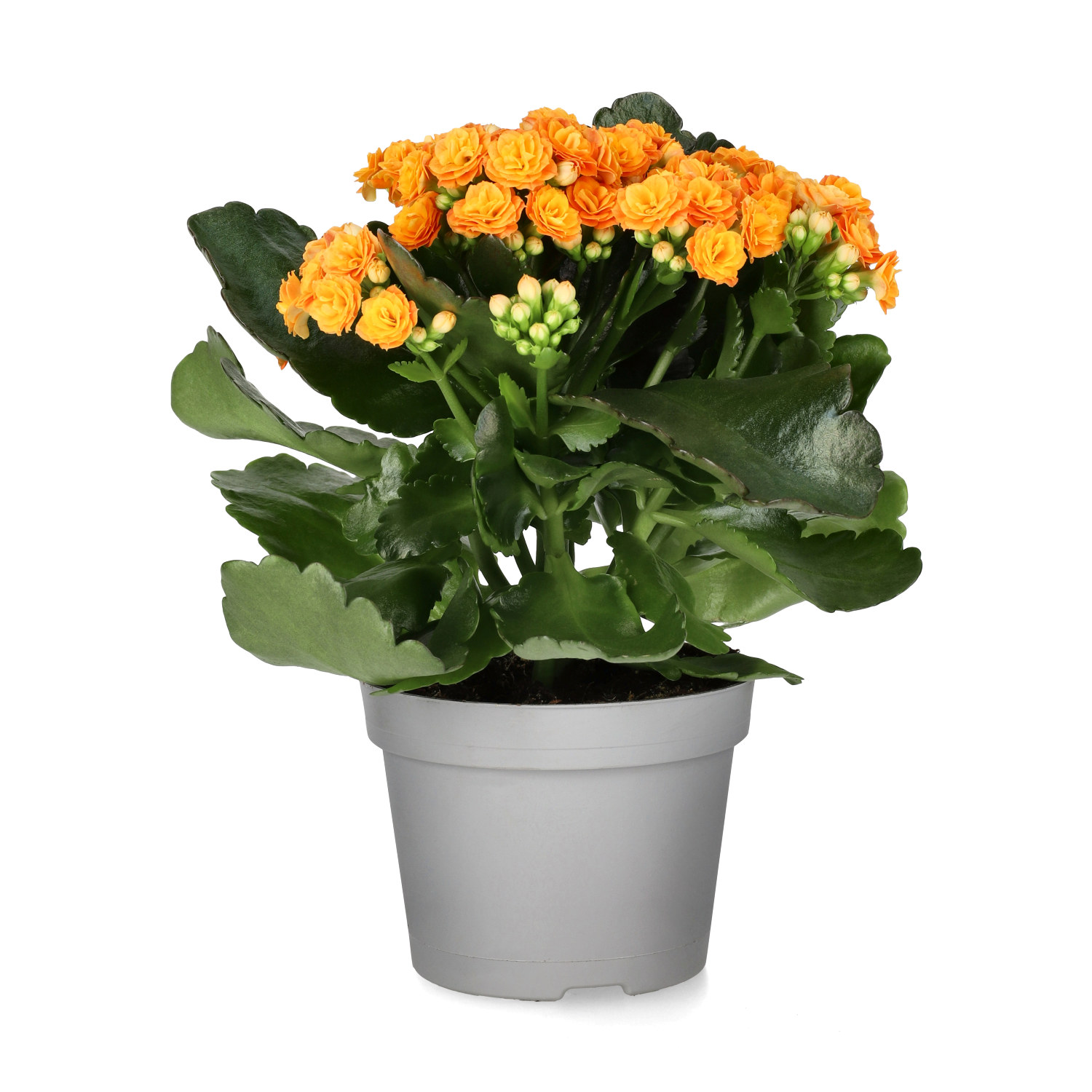 Kalanchoe Orange 10,5 cm