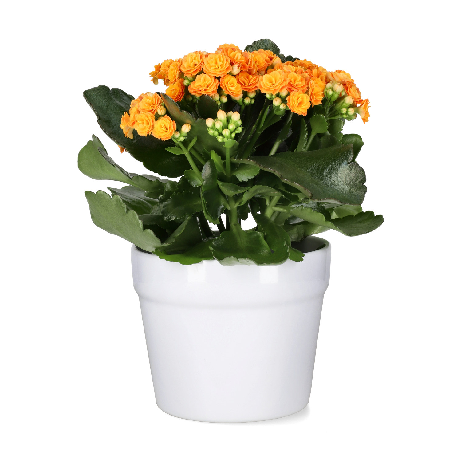 Kalanchoe Orange 10,5 cm