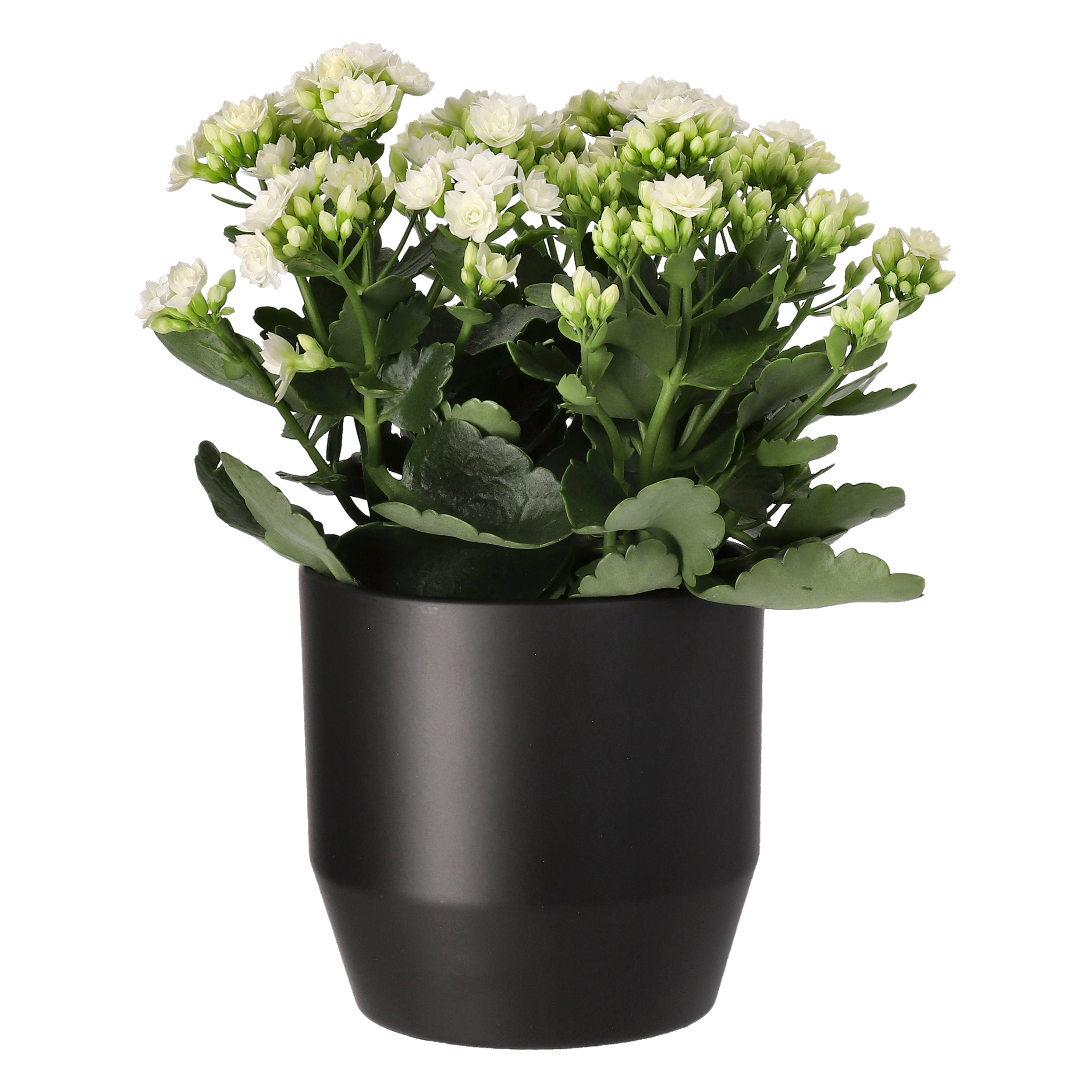 Kalanchoe Maxi White 13 cm