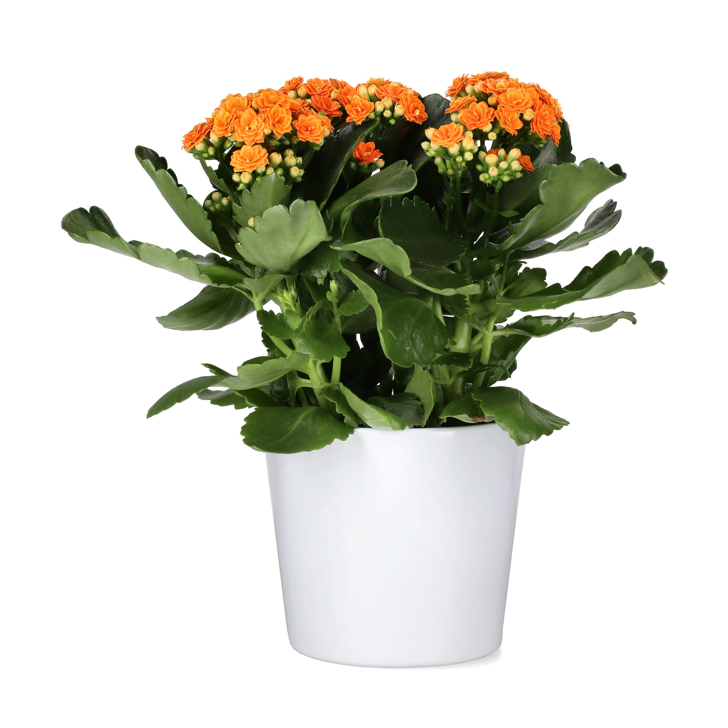 Kalanchoe Maxi Orange 13 cm