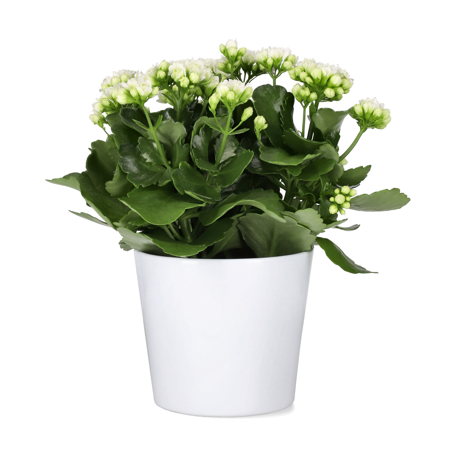 Kalanchoe Maxi White 13 cm