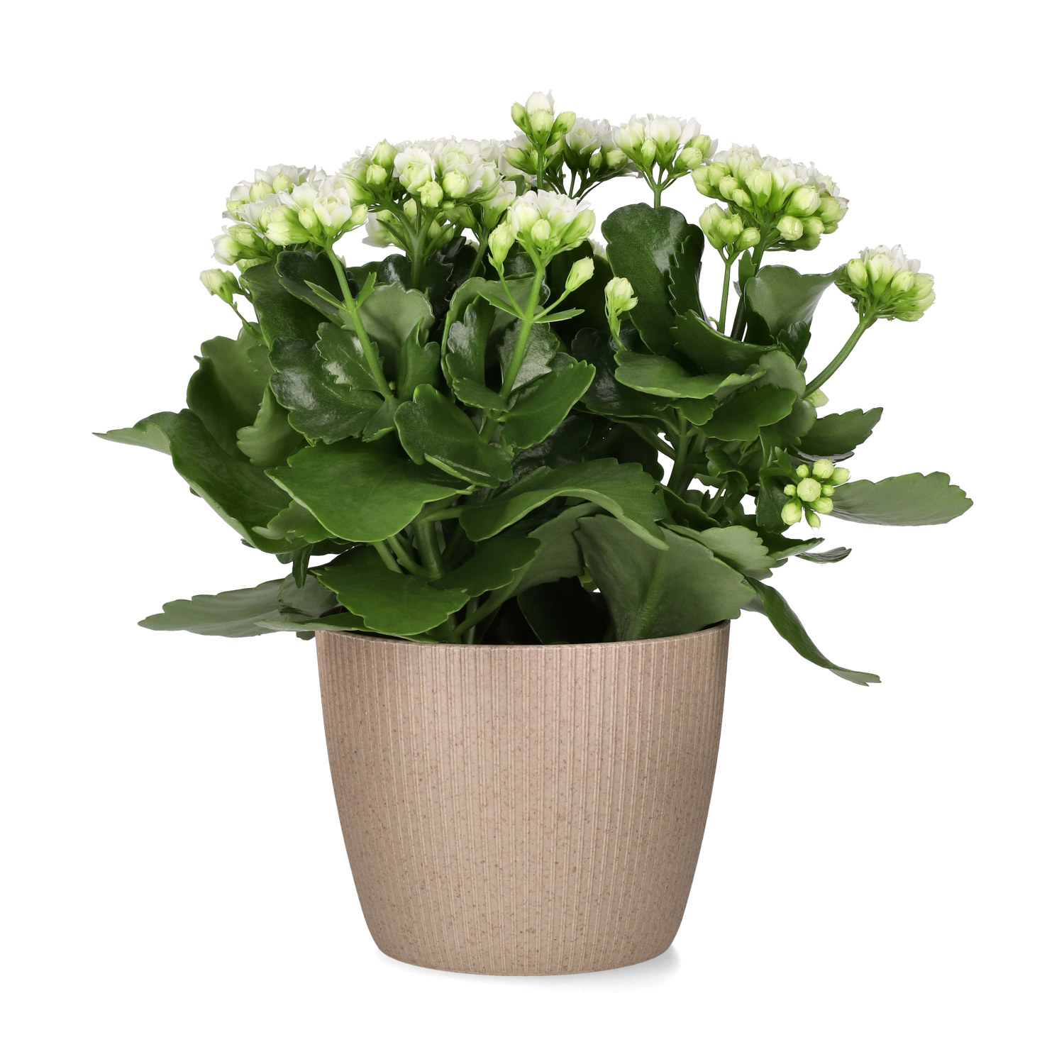 Kalanchoe Maxi White 13 cm