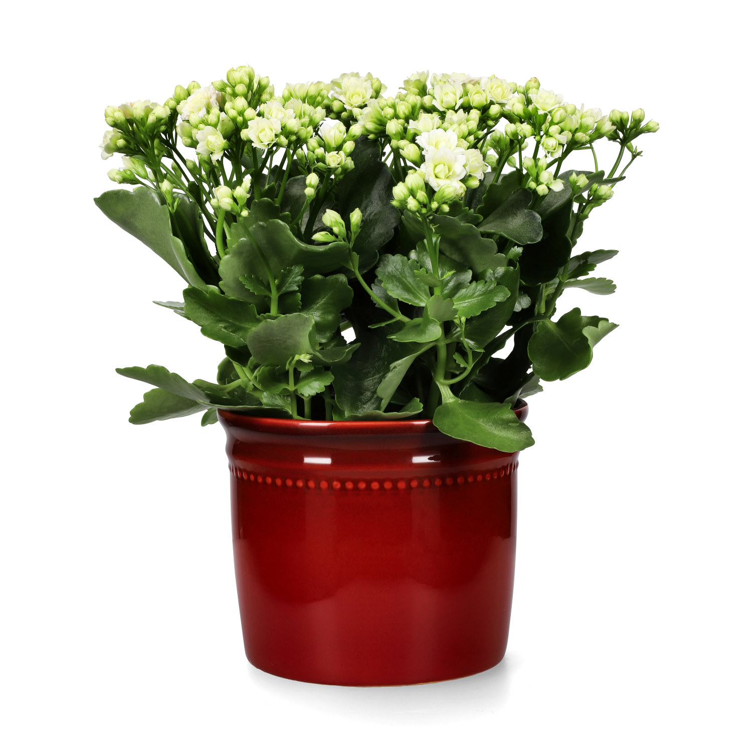 Kalanchoe Maxi White 13 cm