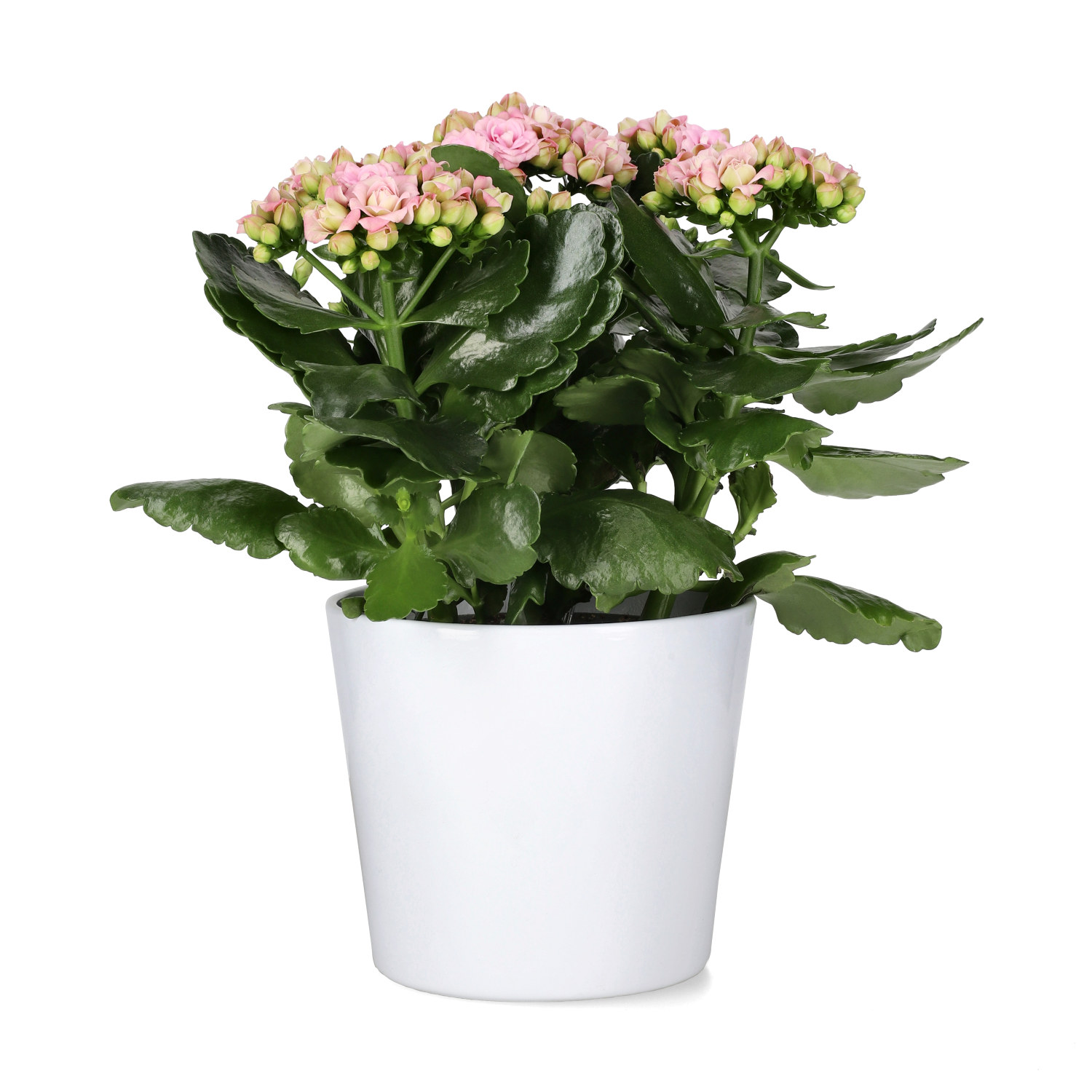 Kalanchoe Maxi Light Pink 13 cm