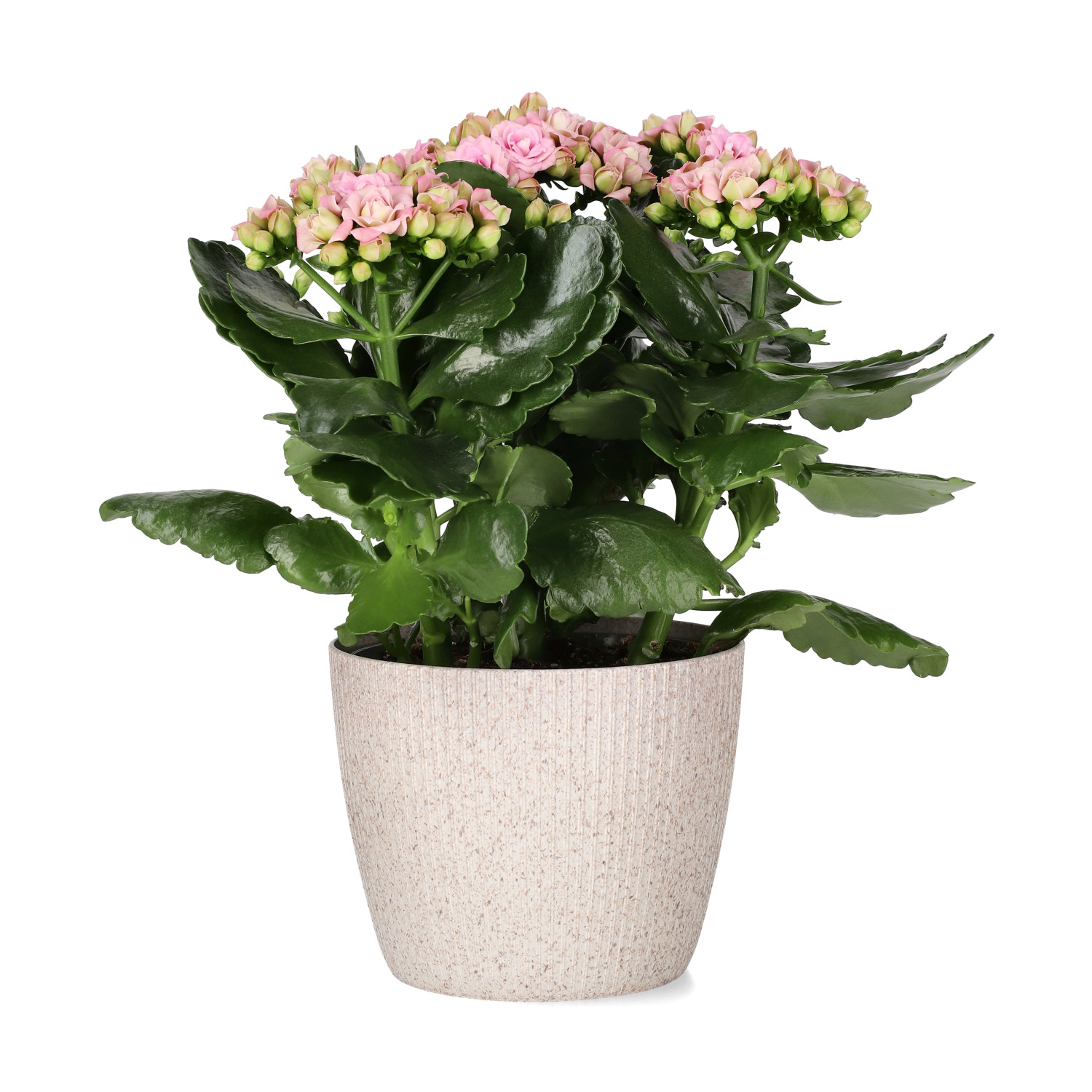 Kalanchoe Maxi Light Pink 13 cm