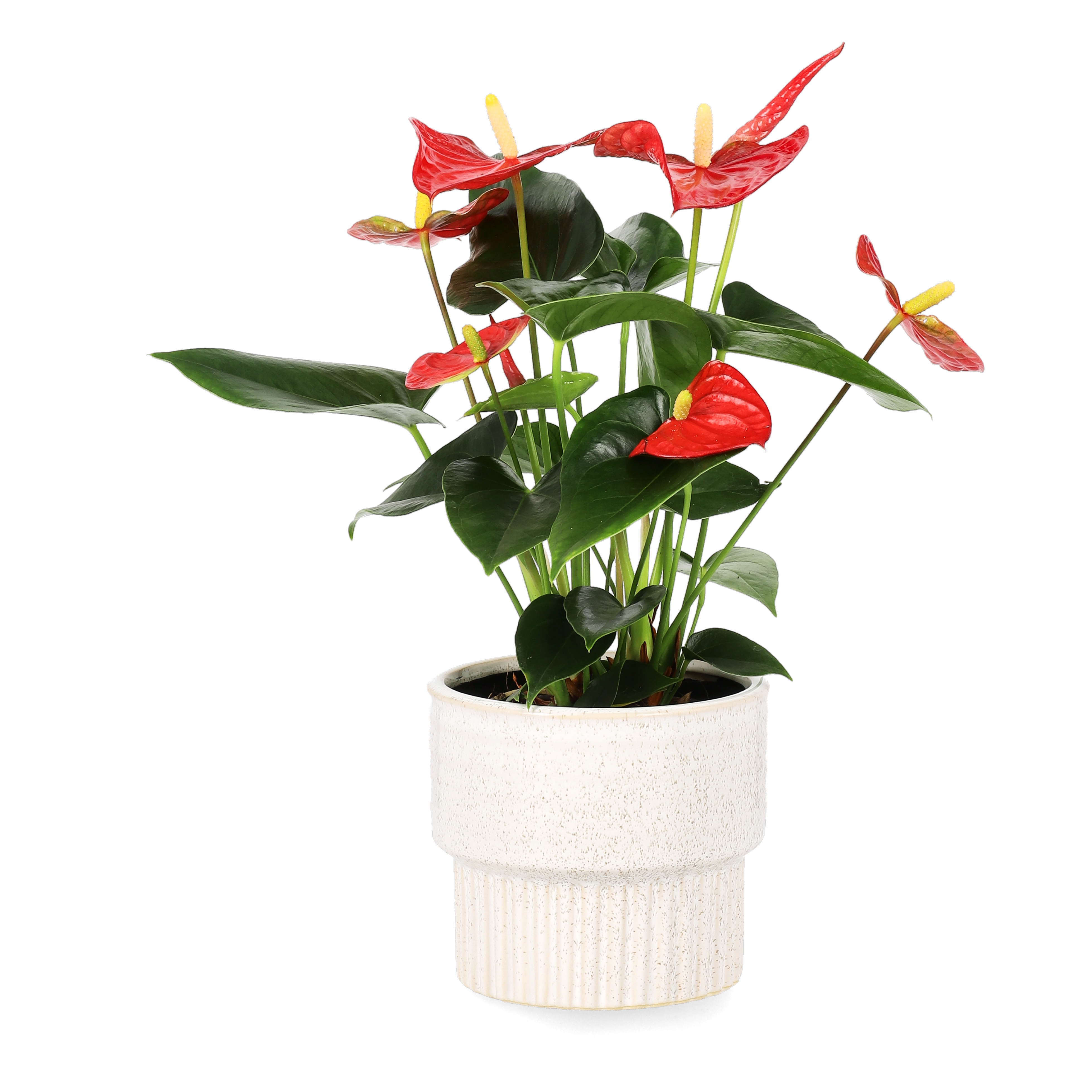 Anthurium andreanum