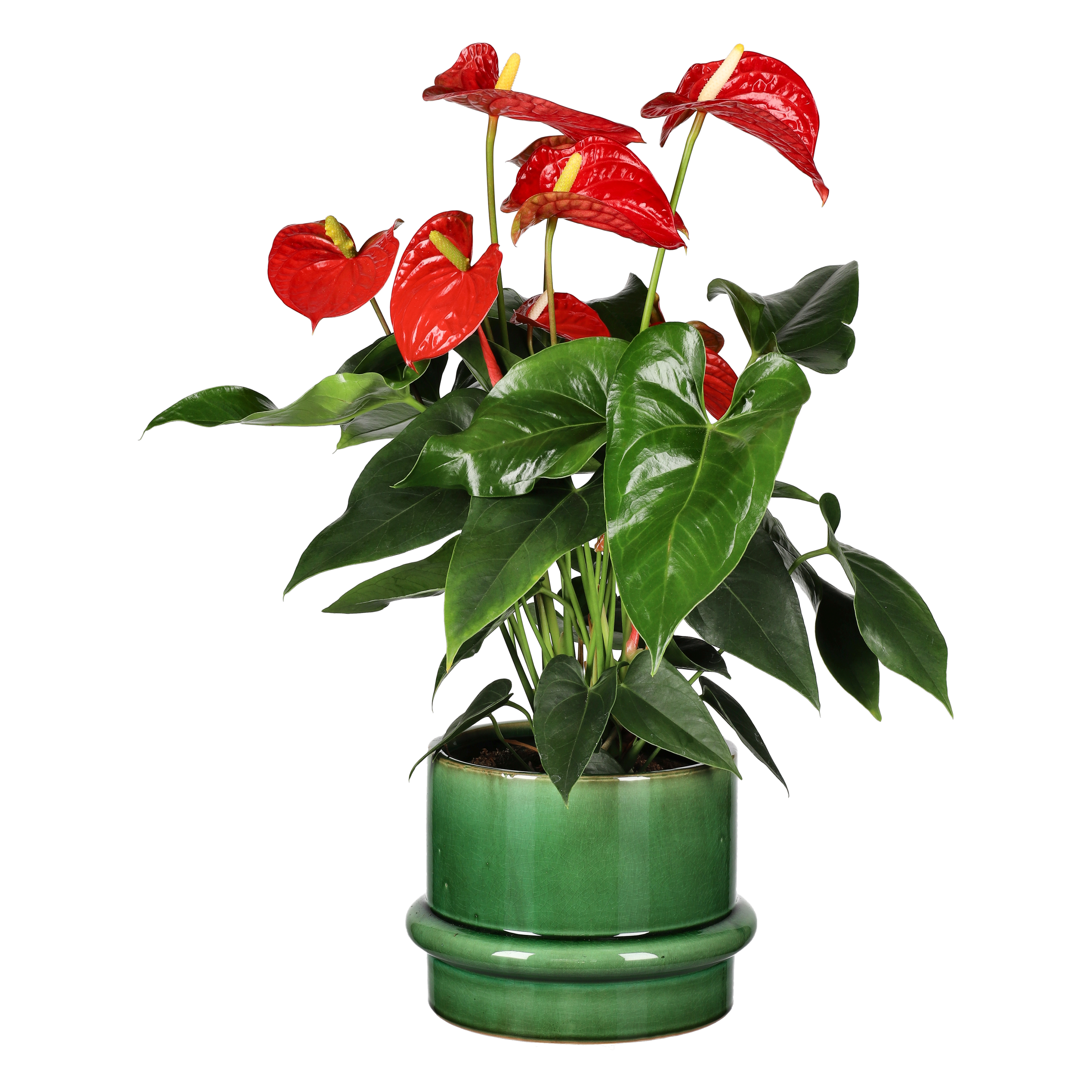 Anthurium andreanum