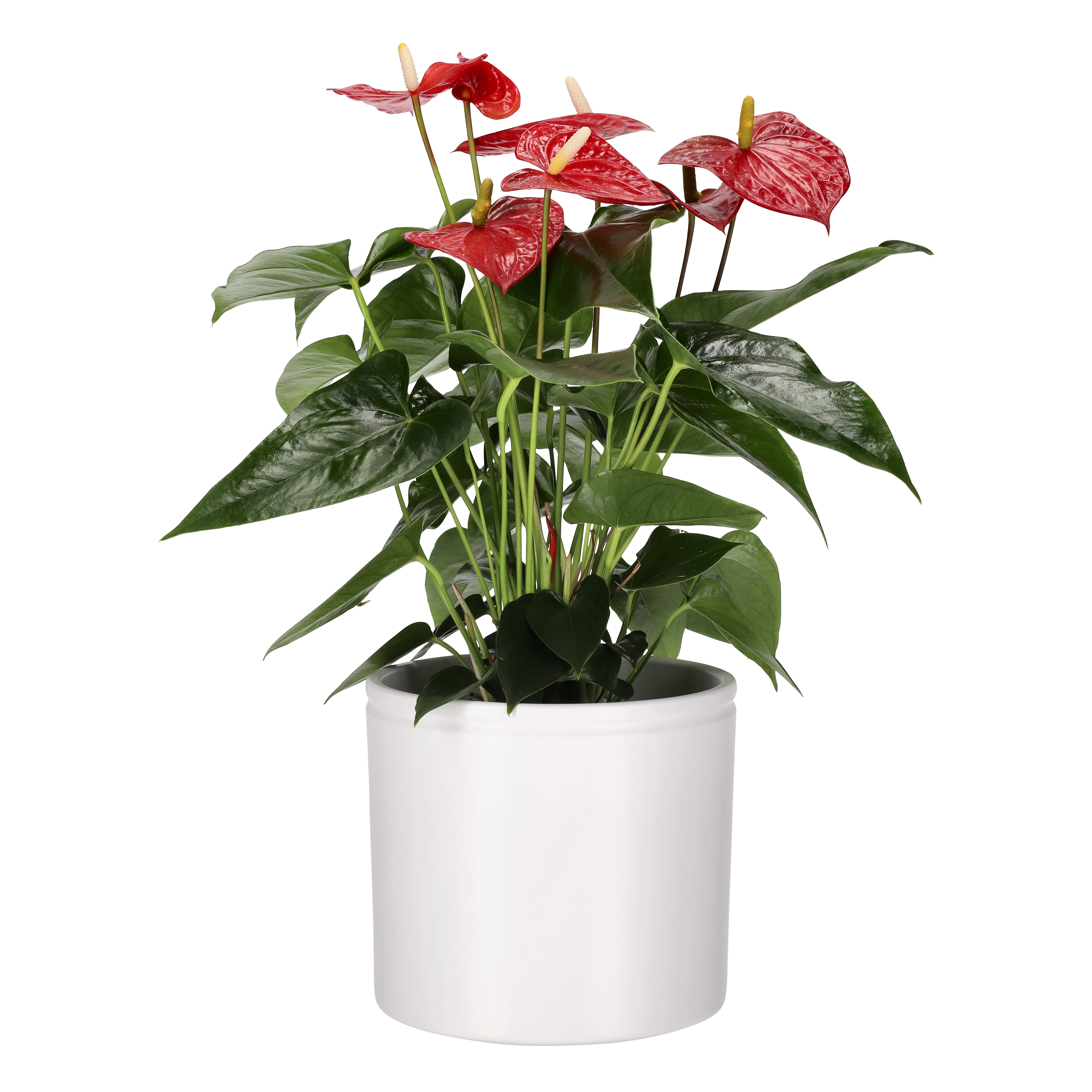 Anthurium andreanum