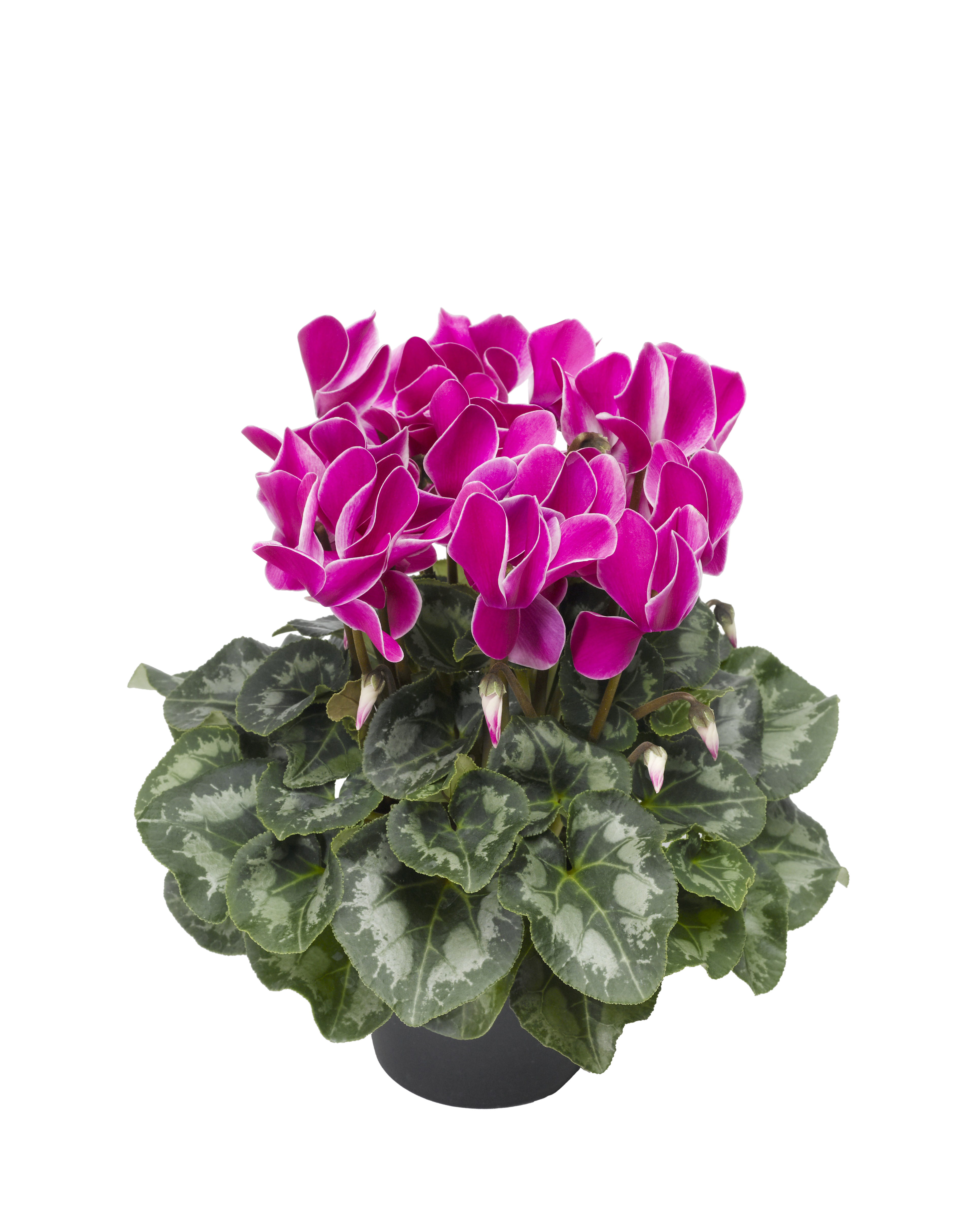 Cyclamen Purple 12 cm