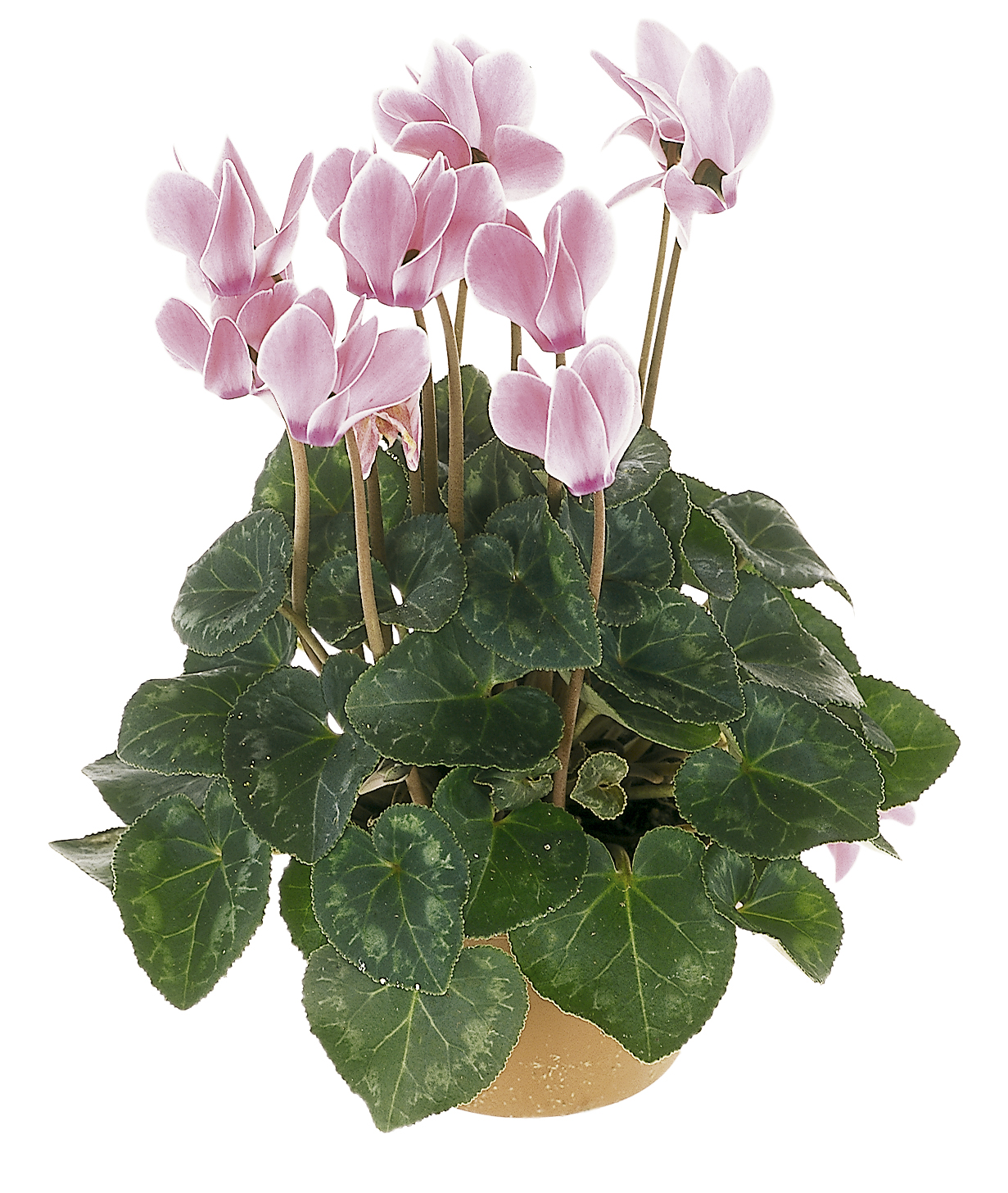 Cyclamen White 12 cm