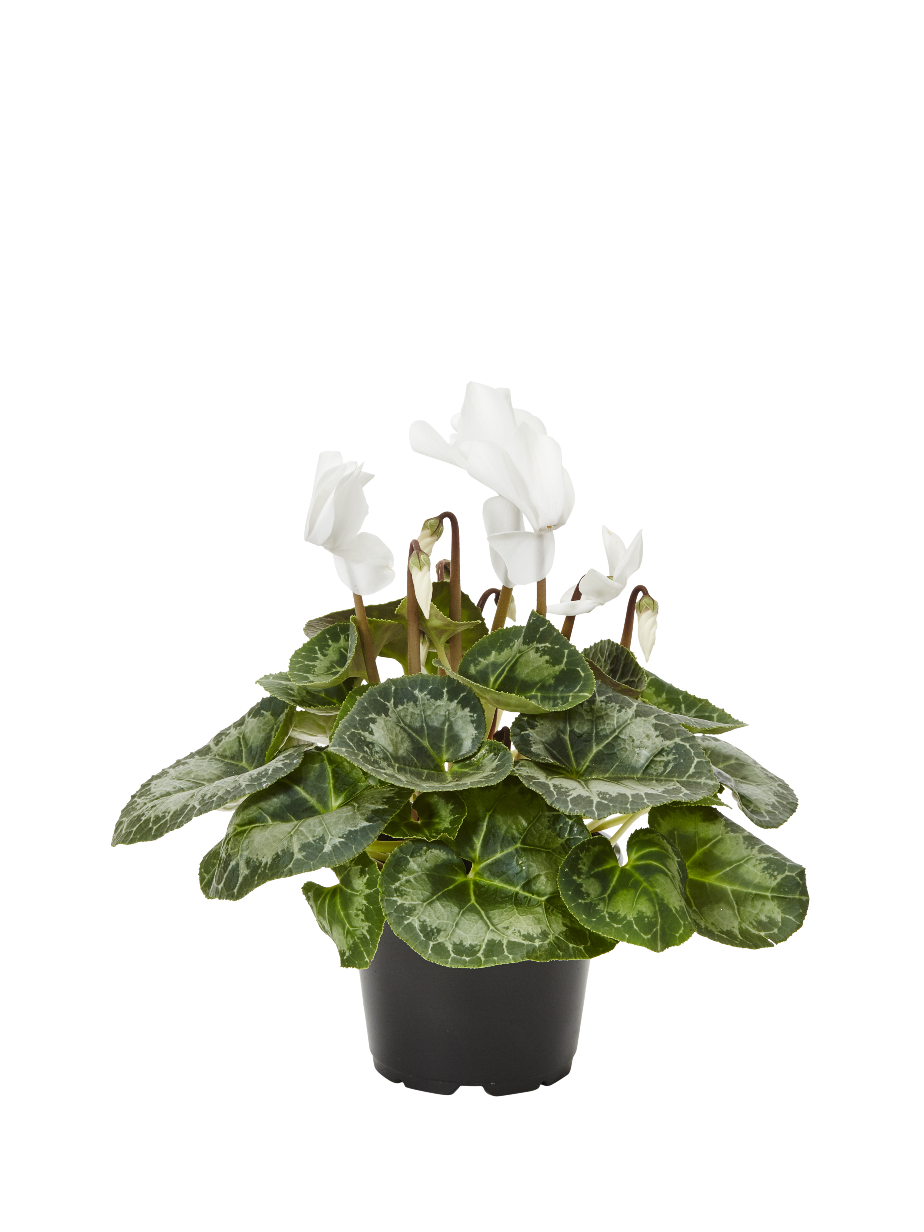 Cyclamen White 12 cm