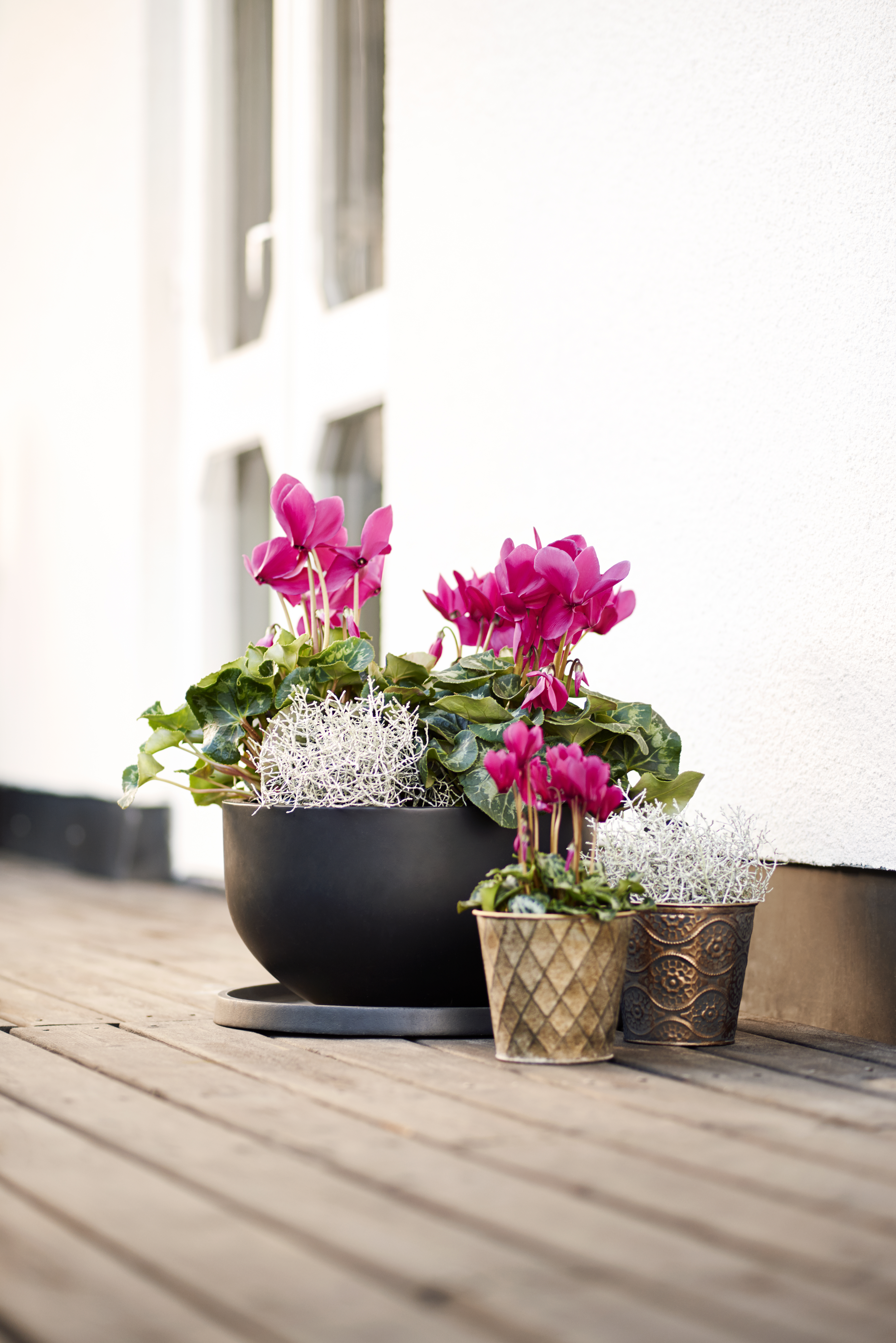 Cyclamen Purple 12 cm