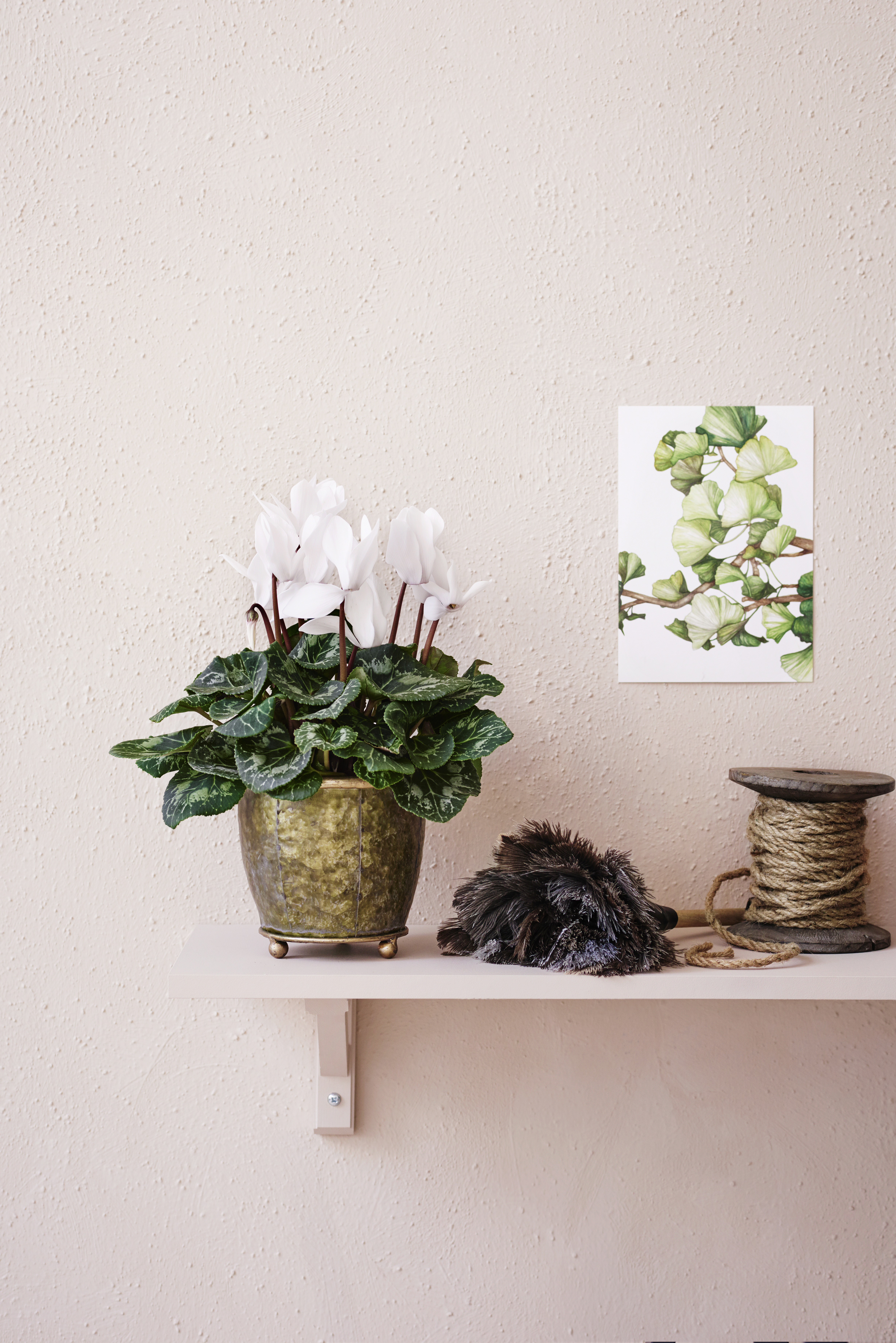 Cyclamen White 12 cm