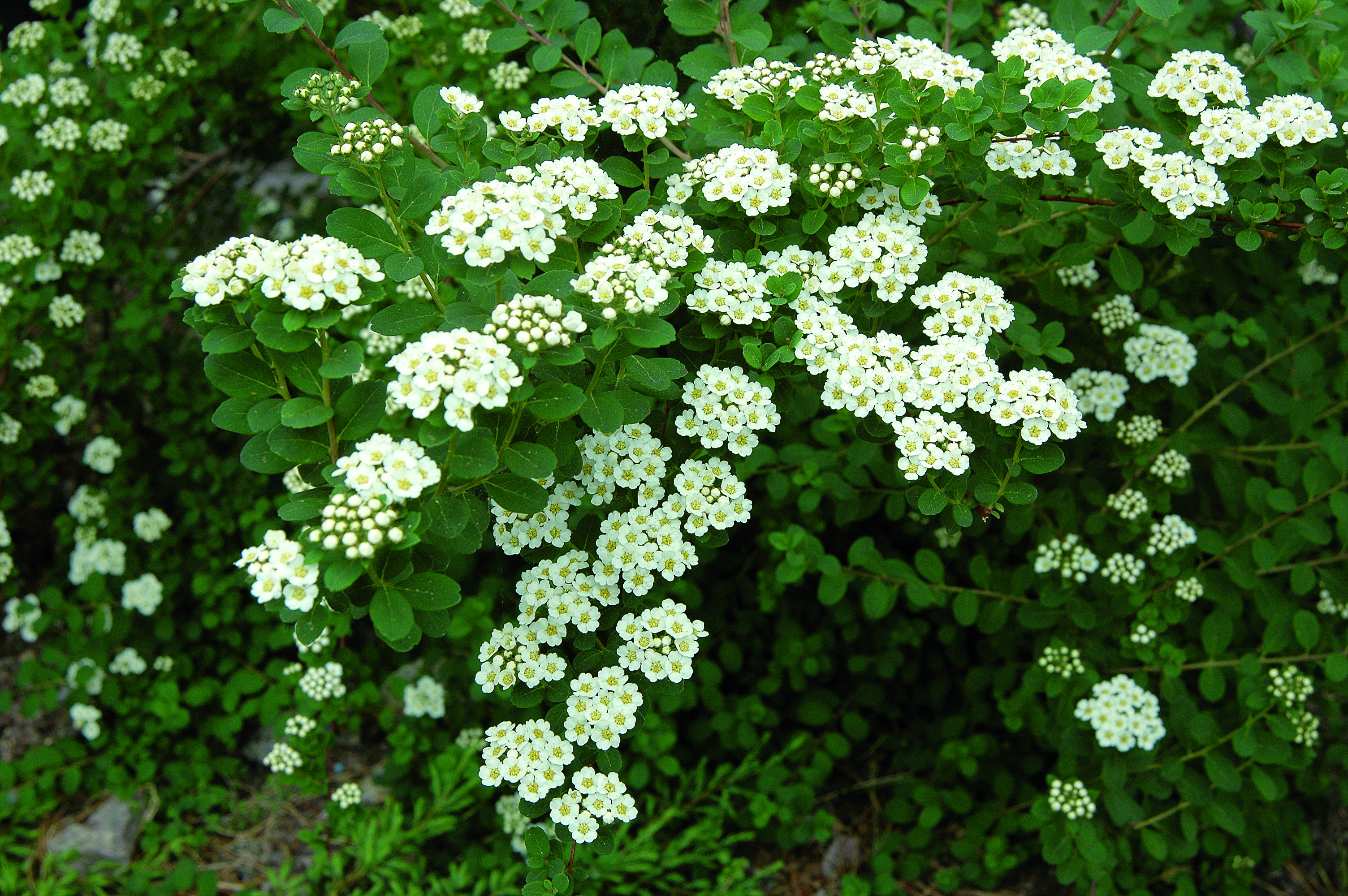 Spiraea nipponica 'Snowmound' 4,5L