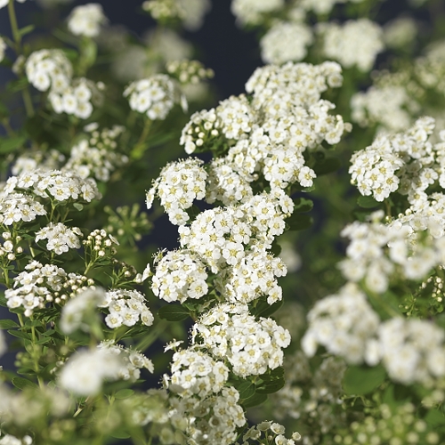 Spiraea nipponica 'Snowmound' 4,5L