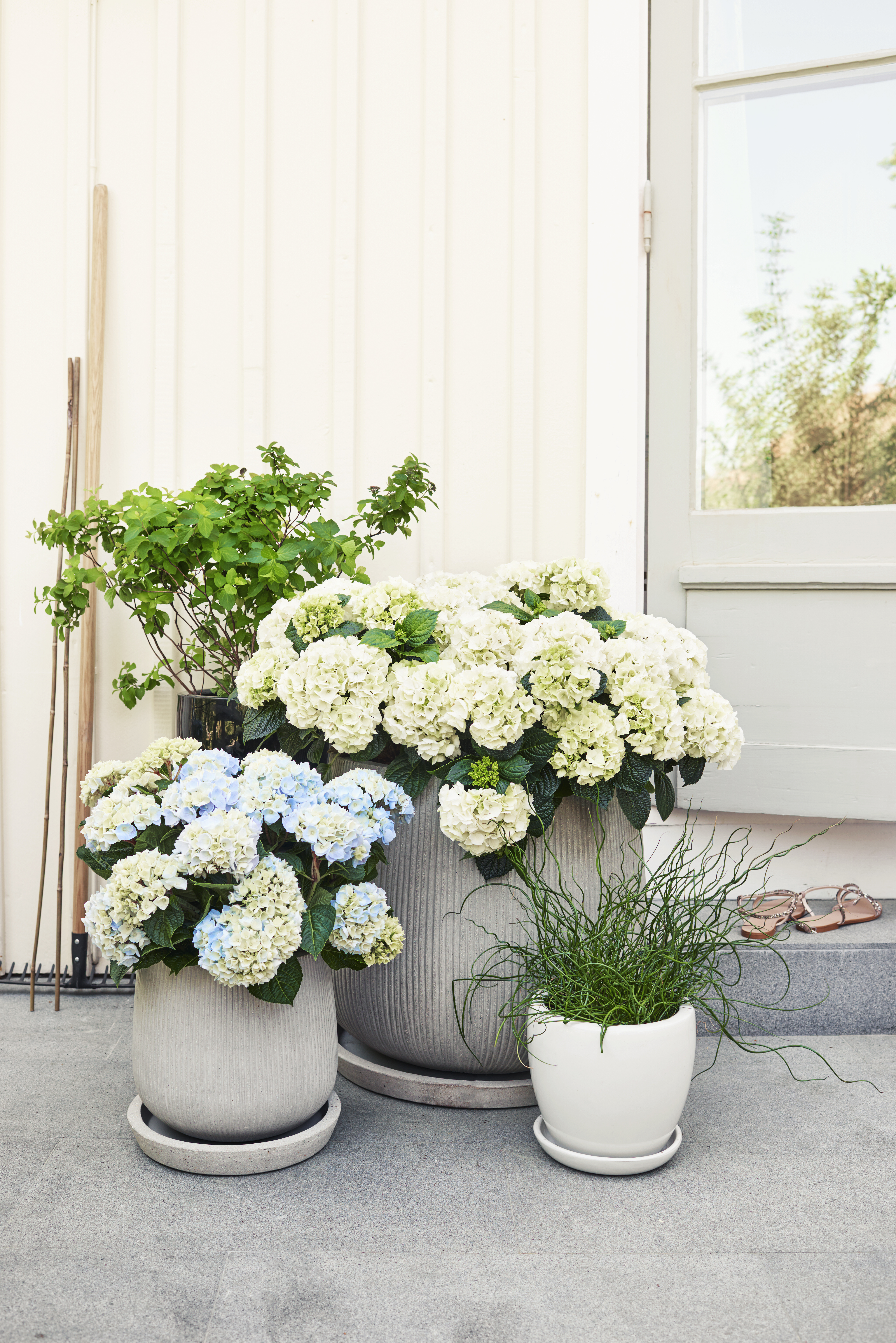 Spiraea nipponica 'Snowmound' 4,5L