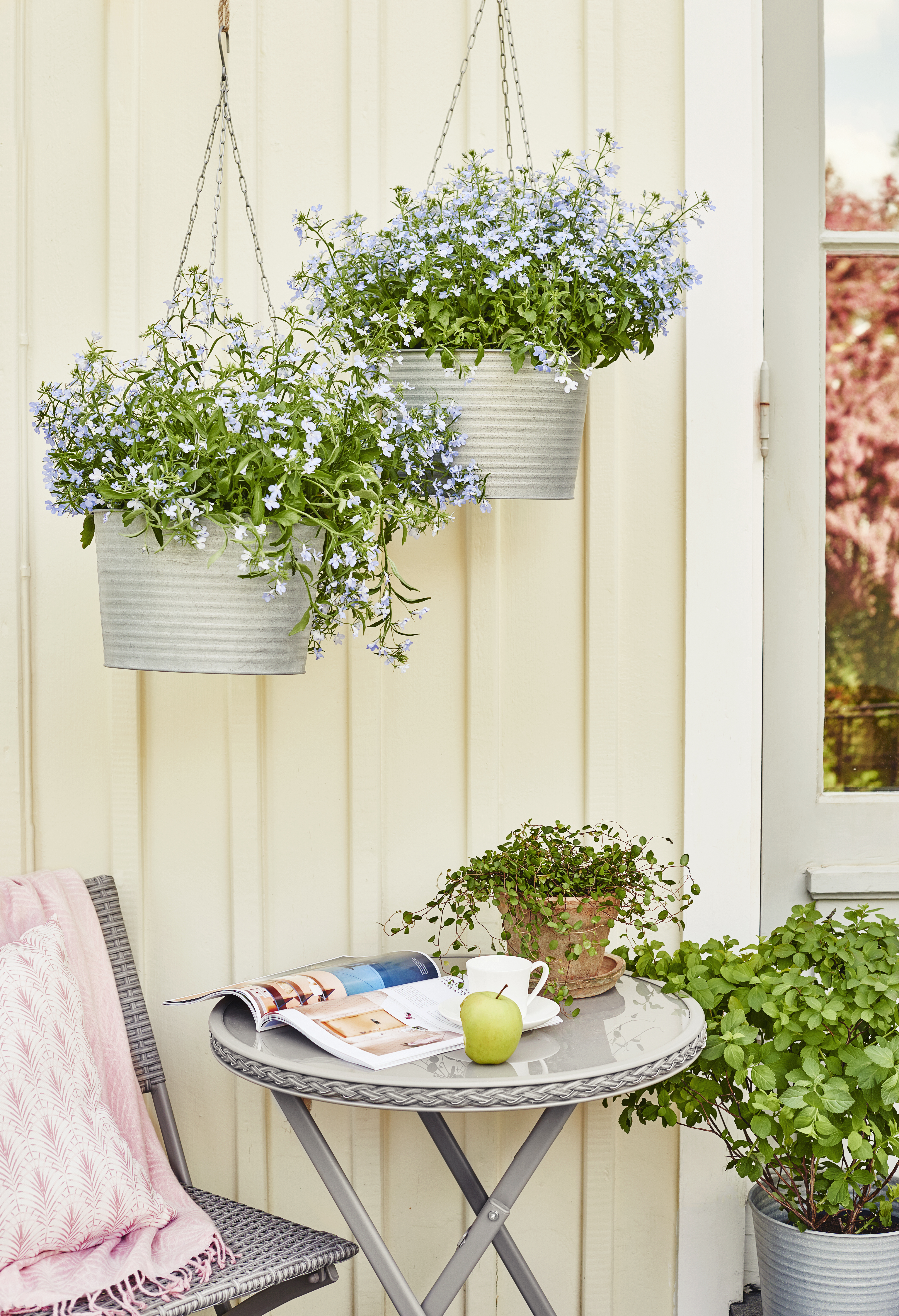 Spiraea nipponica 'Snowmound' 4,5L