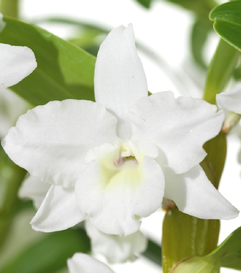 Dendrobium orkidé