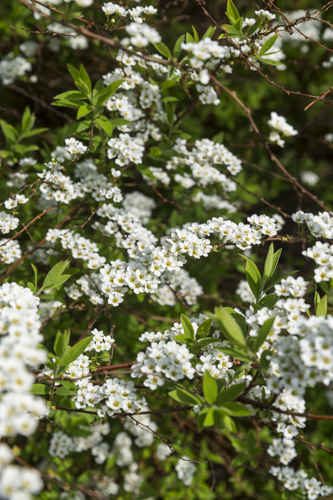Spiraea cinerea 'Grefsheim'