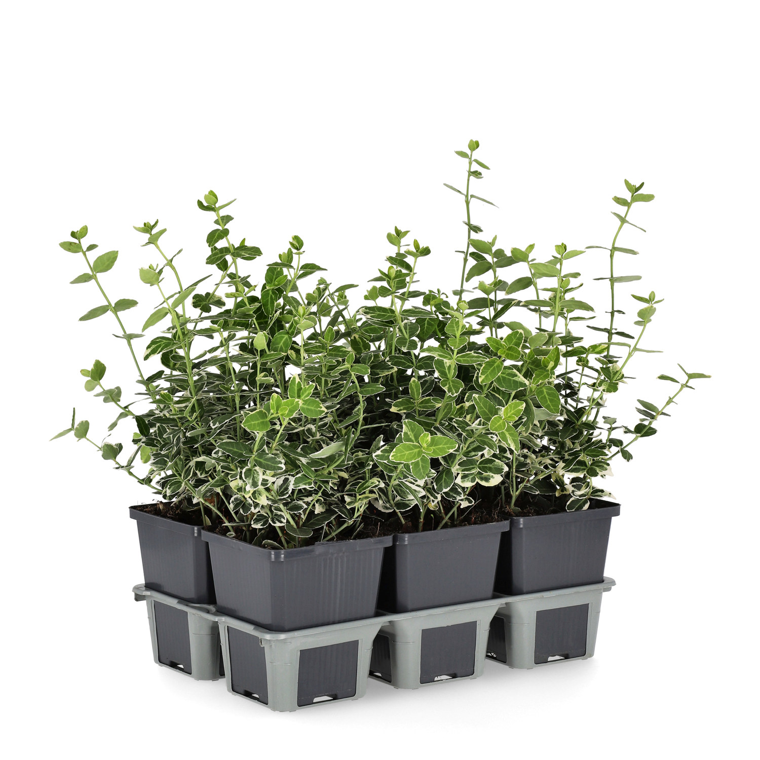 Euonymus fortunei var. radicans 'Emerald Gaiety' 6-pack