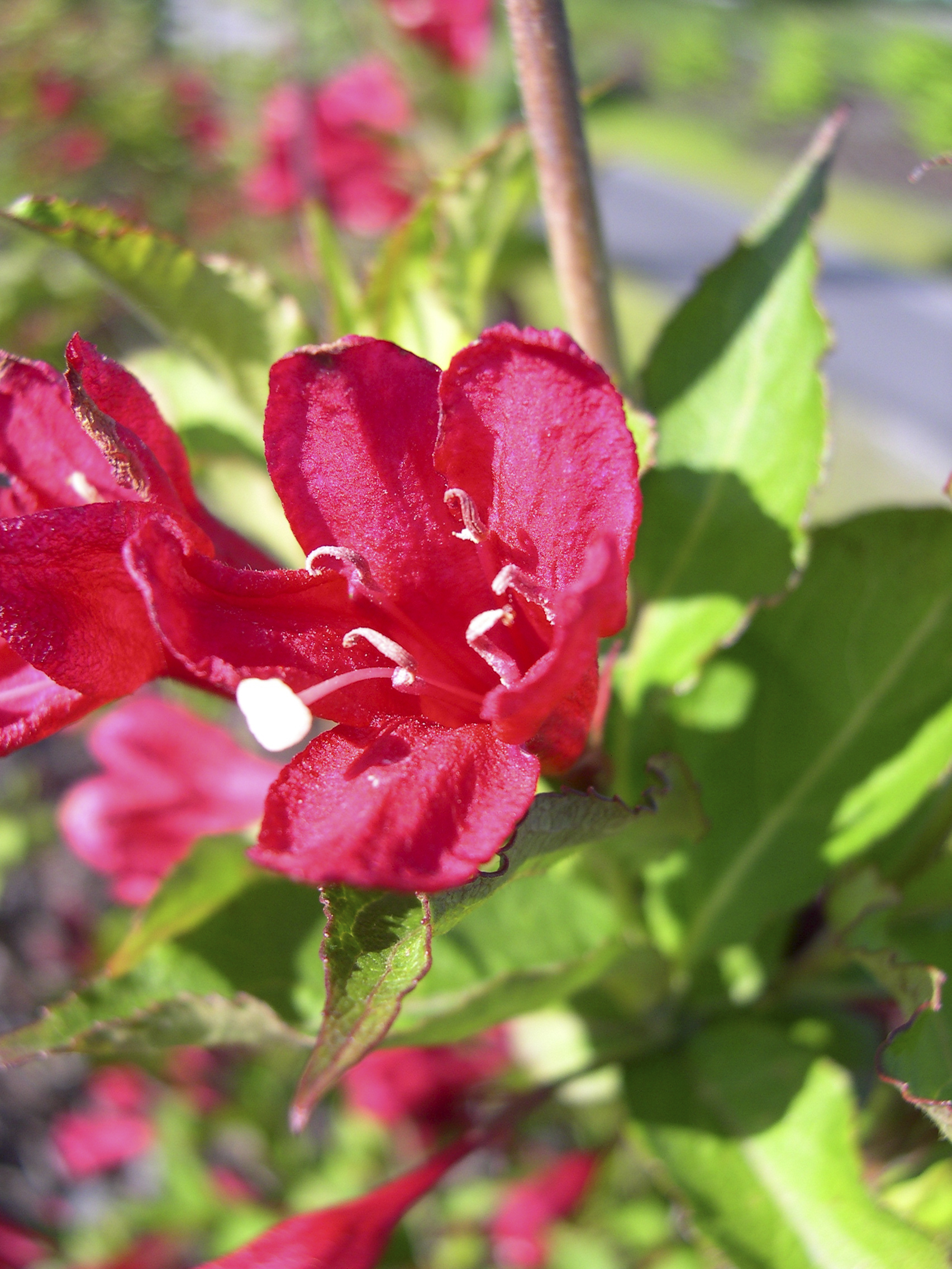 Rosenprakttry 'Red Prince'
