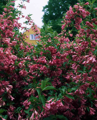 Weigela florida 'Korea' 4,5L