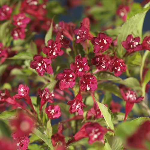 Rosenprakttry 'Red Prince'