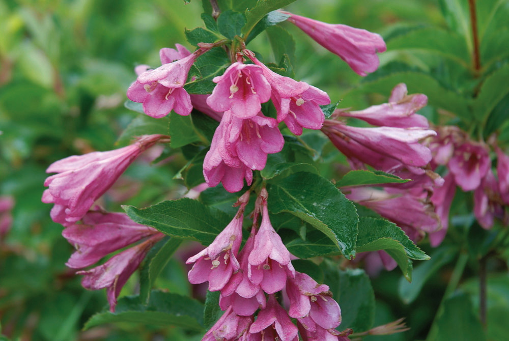 Weigela florida 'Korea' 4,5L