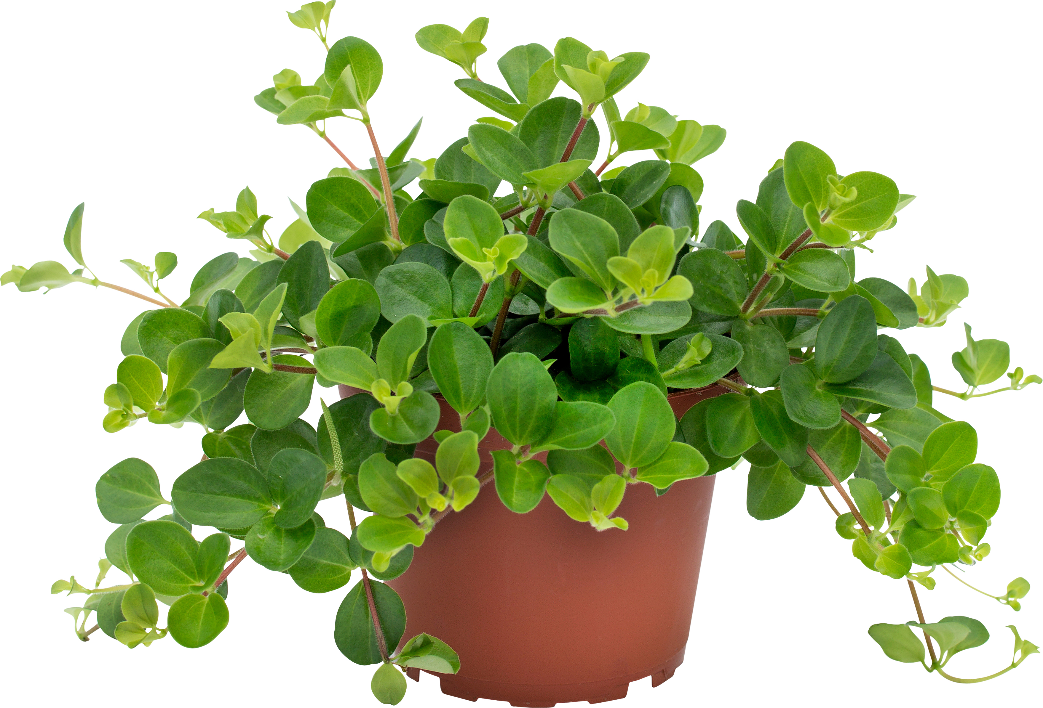 Linspeperomia