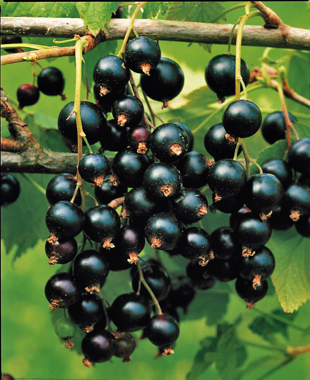 Ribes nigrum 'Öjebyn' 4,5L