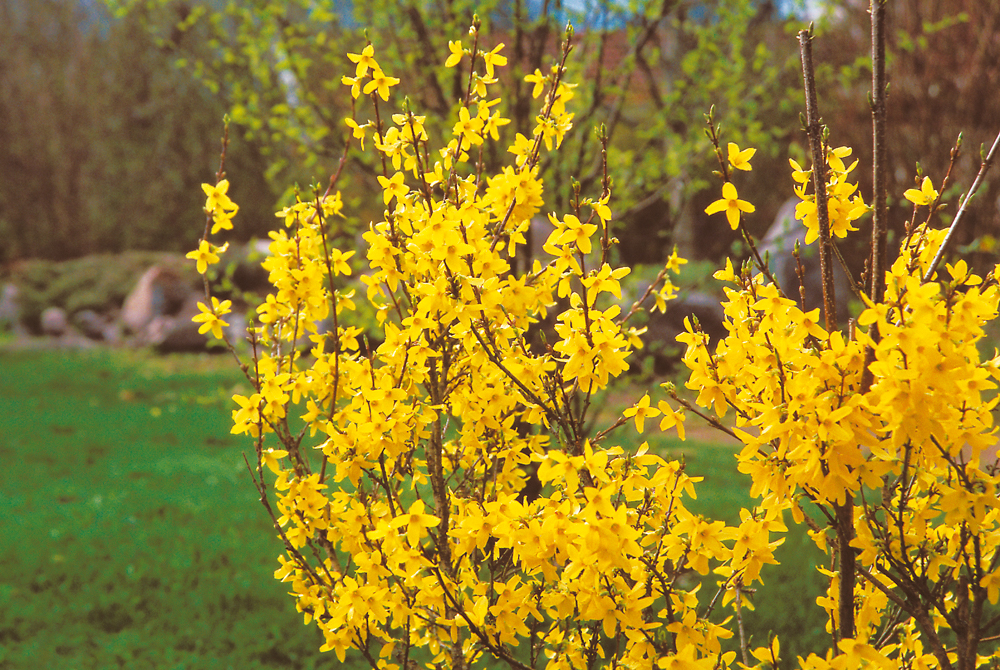 Forsythia x intermedia 'Lynwood' 4,5L