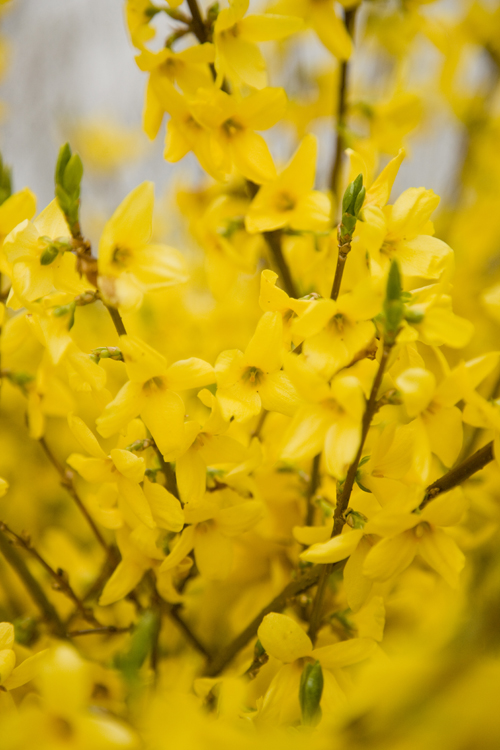 Forsythia x intermedia 'Lynwood' 4,5L