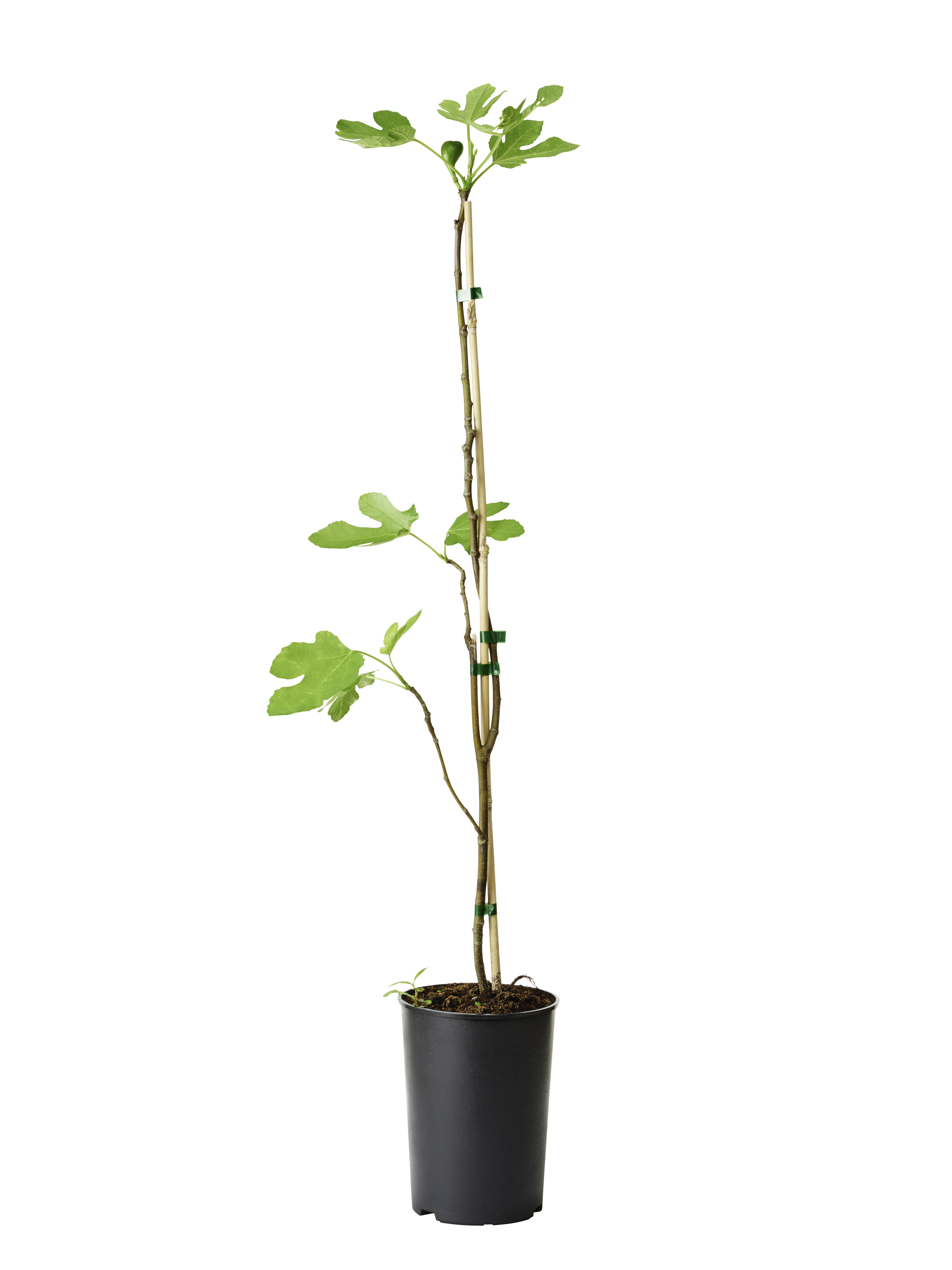 Ficus carica 'Bornholms Diamant' 23cm