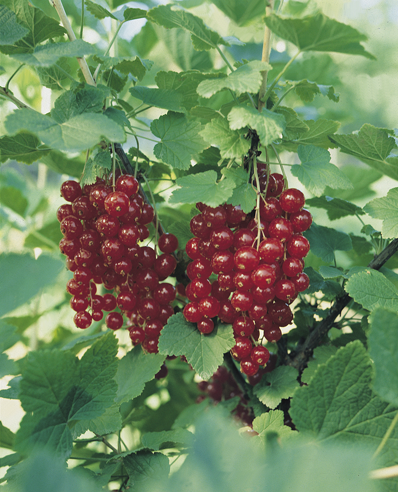 Rips Rød 'Jonkheer van Tets'